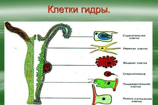 Kraken это