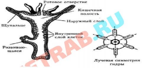 Кракен что продается