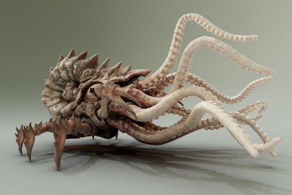 Kraken 19at